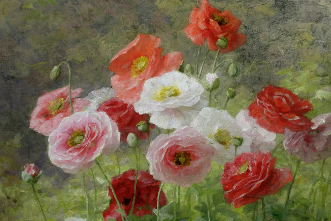 CLUSTER OF POPPIES